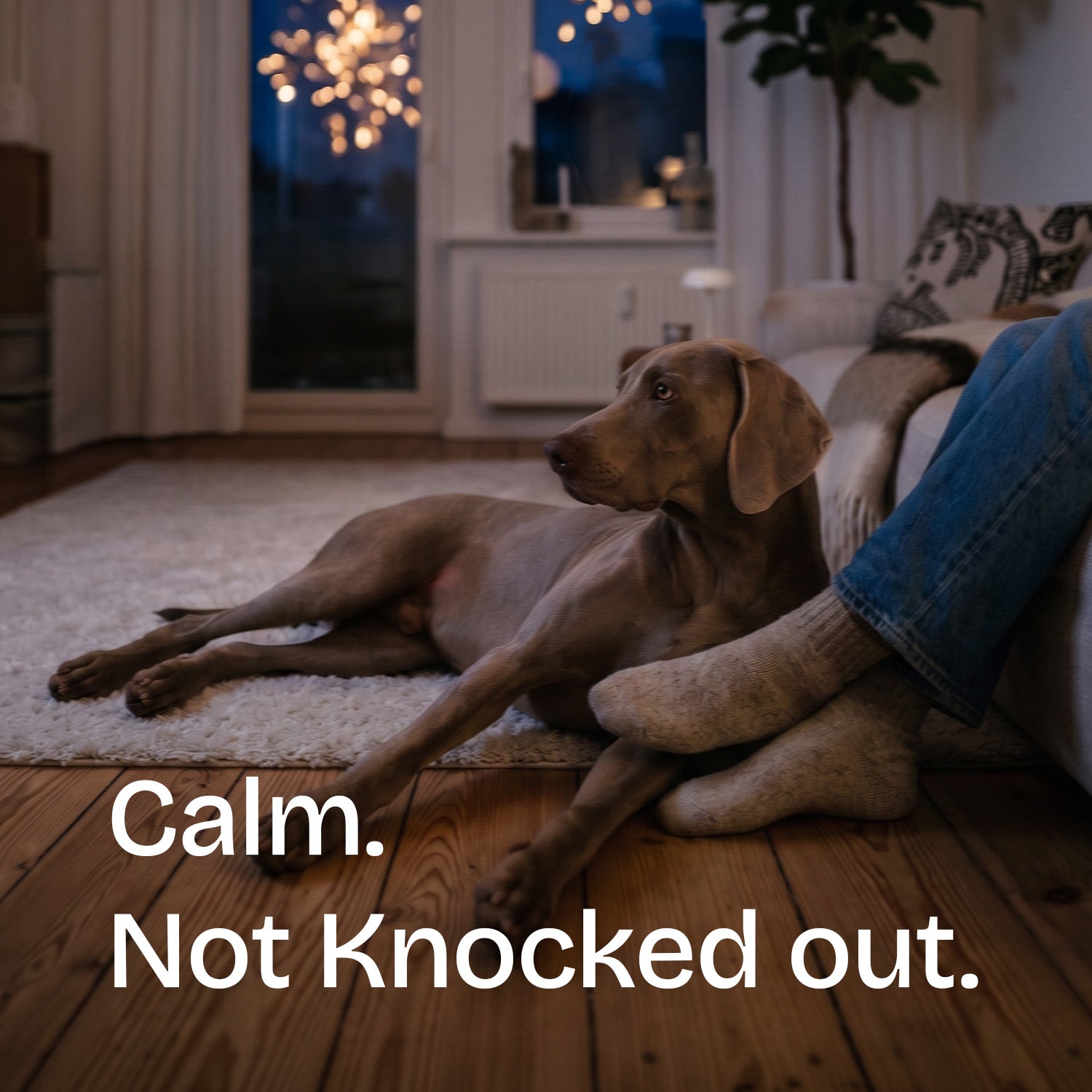 Calming Support Chews