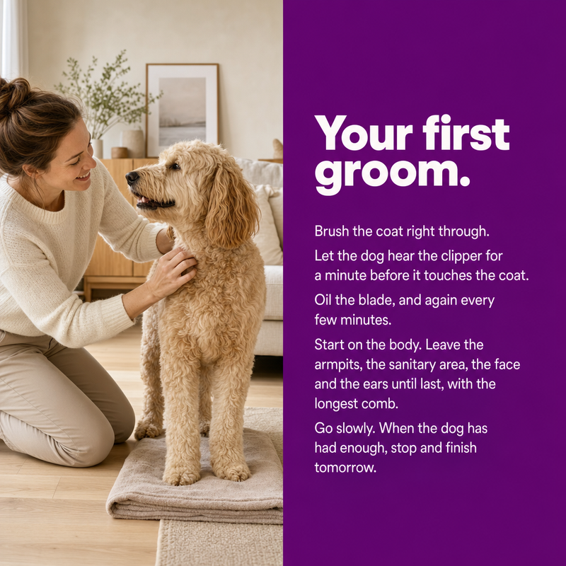 Your first groom: brush through, let the dog hear the clipper, oil the blade, start on the body, leave face and ears until last, go slowly.
